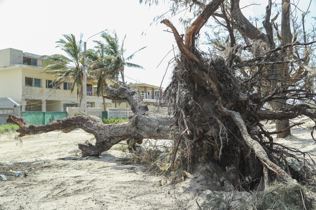 Tree destroyed by a Cyclone